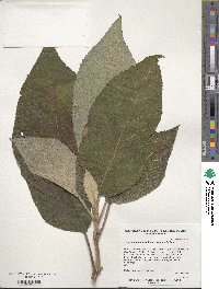 Hydrangea aspera image