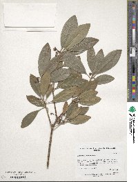 Image of Illicium parviflorum