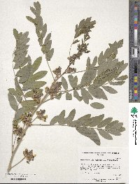 Senna hebecarpa image