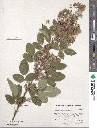 Lespedeza thunbergii image