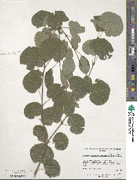 Cercidiphyllum japonicum image