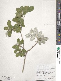 Croton alabamensis image