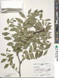 Ziziphus jujuba image