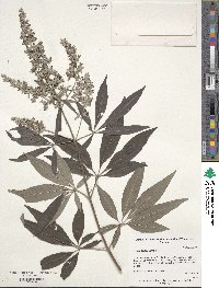 Vitex agnus-castus image