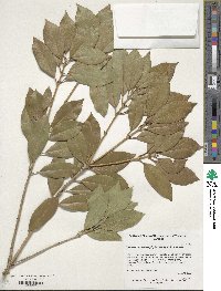 Osmanthus heterophyllus image