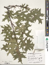 Quercus palustris image