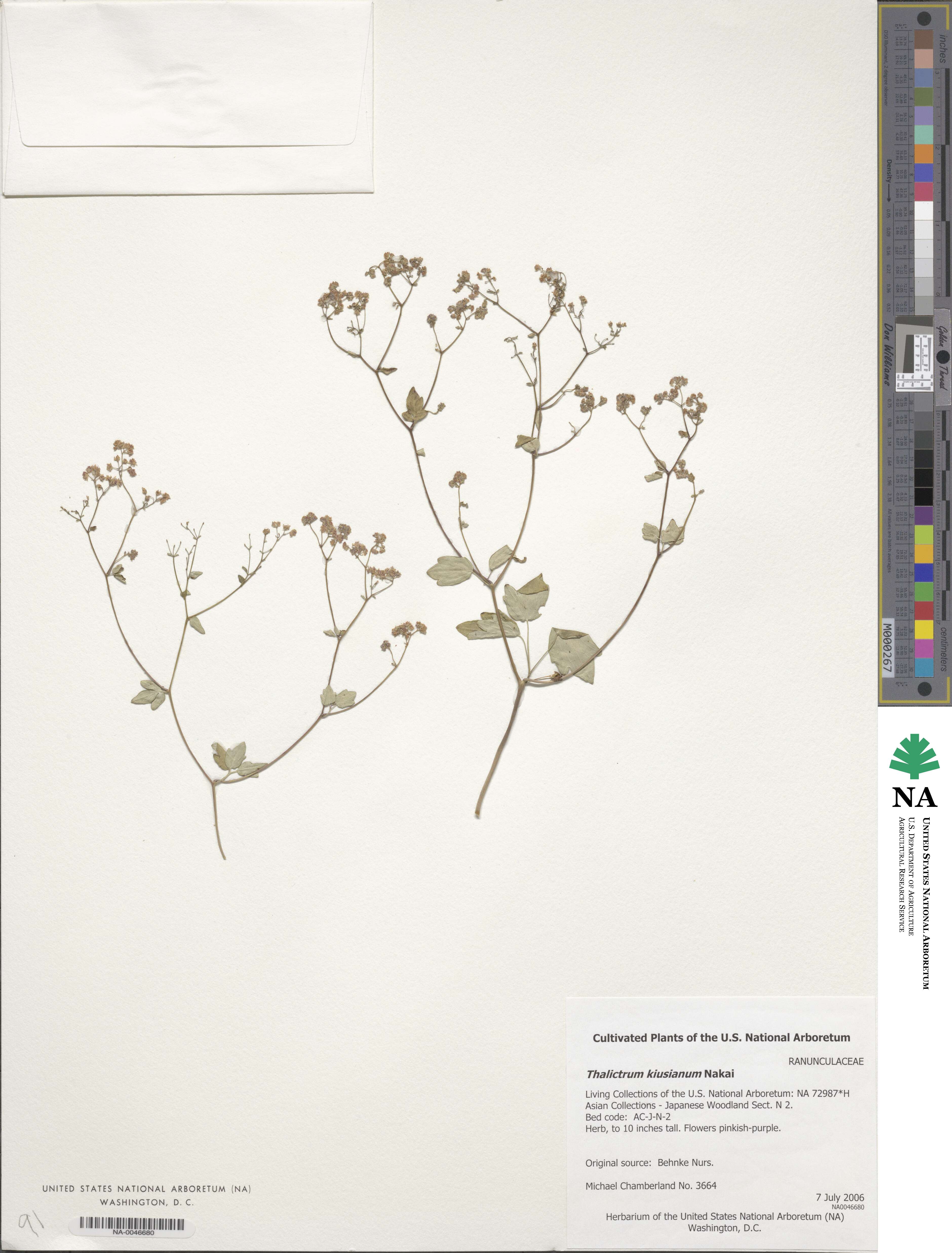 Thalictrum kiusianum image