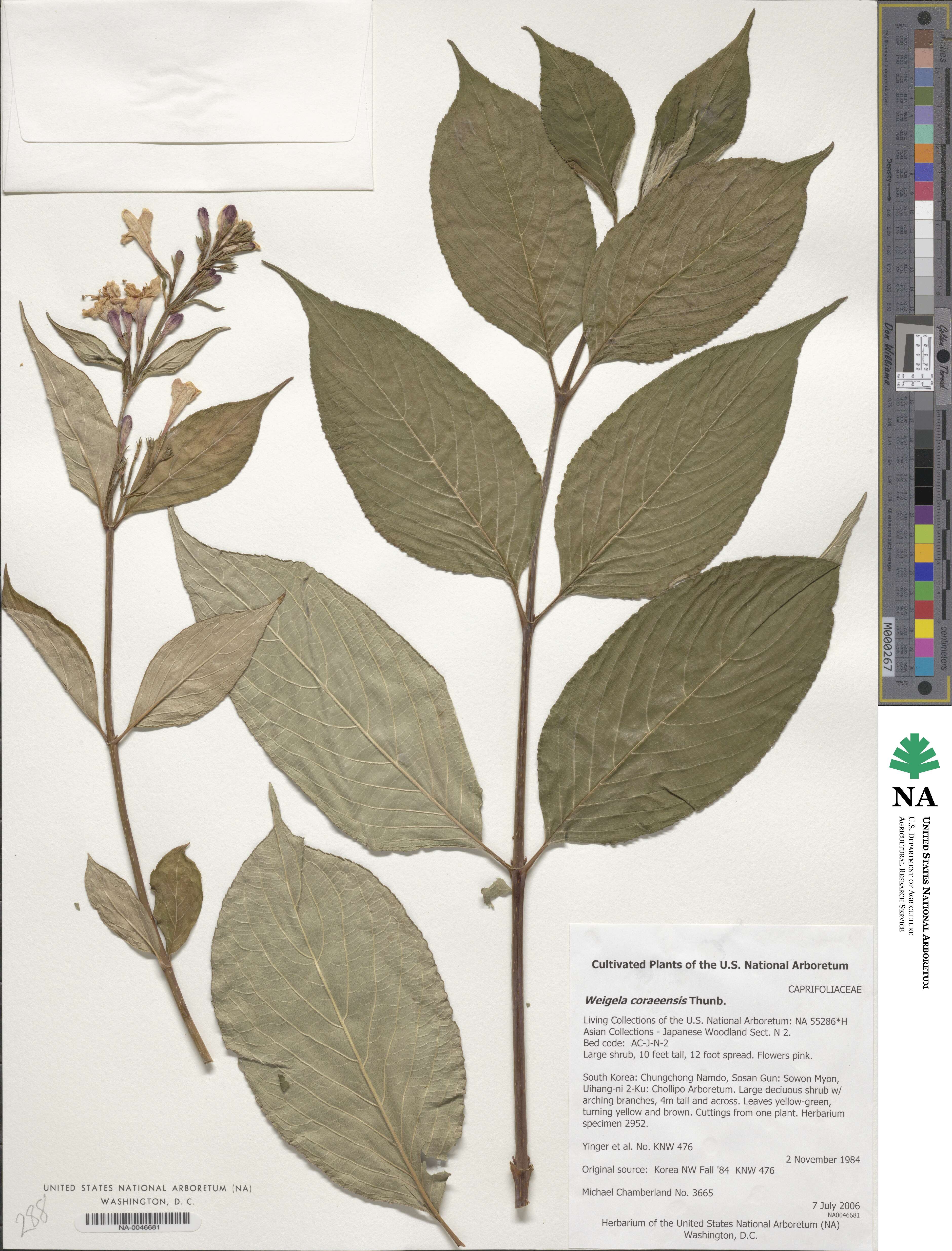 Weigela coraeensis image