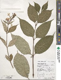 Weigela coraeensis image