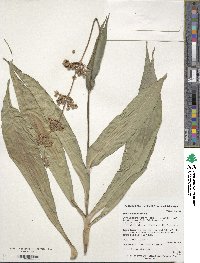 Pollia japonica image