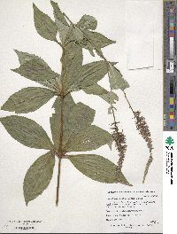 Veronicastrum sibiricum image