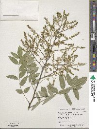 Styphnolobium japonicum image