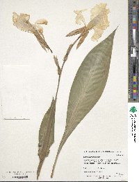 Image of Canna flaccida