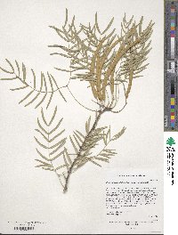 Prosopis glandulosa image