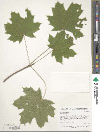 Acer platanoides image