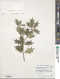 Osmanthus heterophyllus image