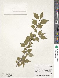 Prunus incisa image