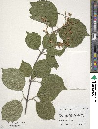 Viburnum dilatatum image