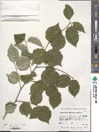 Sorbus alnifolia image