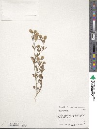 Trifolium arvense image