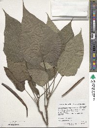 Catalpa speciosa image