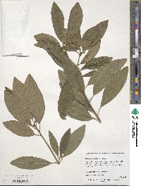 Illicium parviflorum image