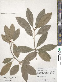 Illicium parviflorum image