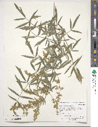 Thalictrum simplex image