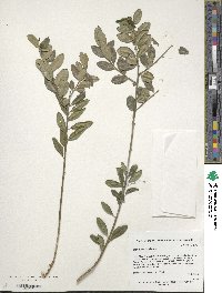 Ilex crenata image