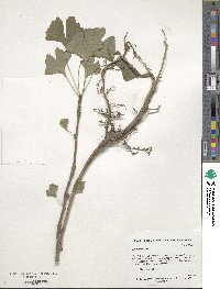 Ginkgo biloba image