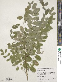 Robinia pseudoacacia image