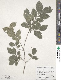 Ulmus parvifolia image