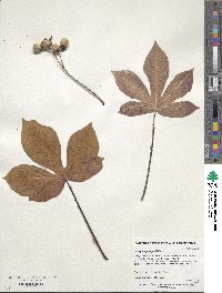 Jatropha gossypiifolia image