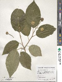 Camptotheca acuminata image