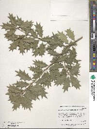 Osmanthus heterophyllus image