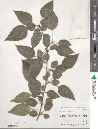 Pyrus calleryana image