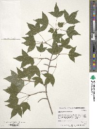 Acer buergerianum image