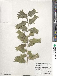 Ilex cornuta image