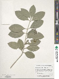 Euonymus fortunei image