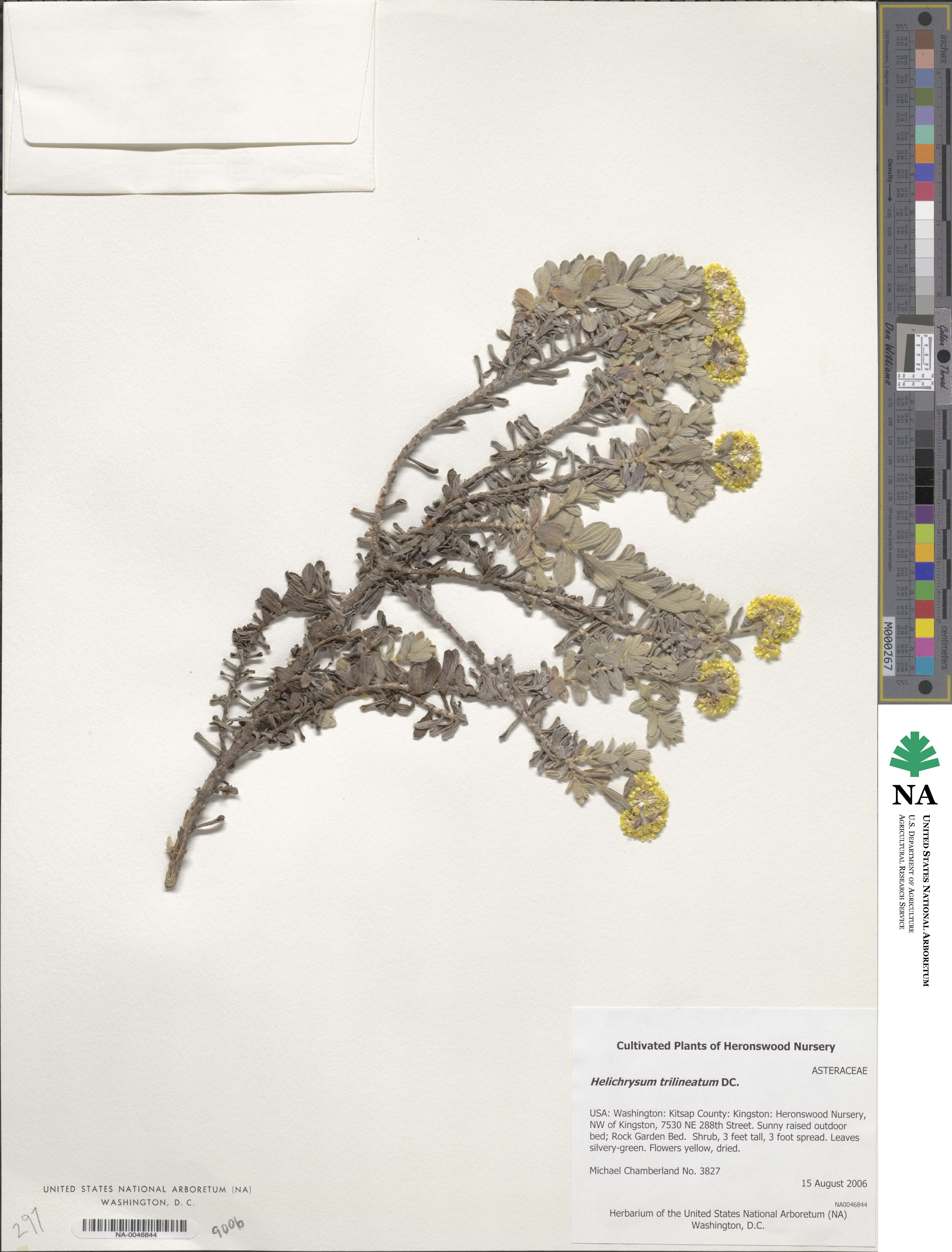 Helichrysum trilineatum image