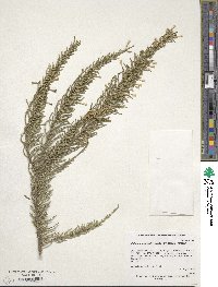 Fabiana imbricata image