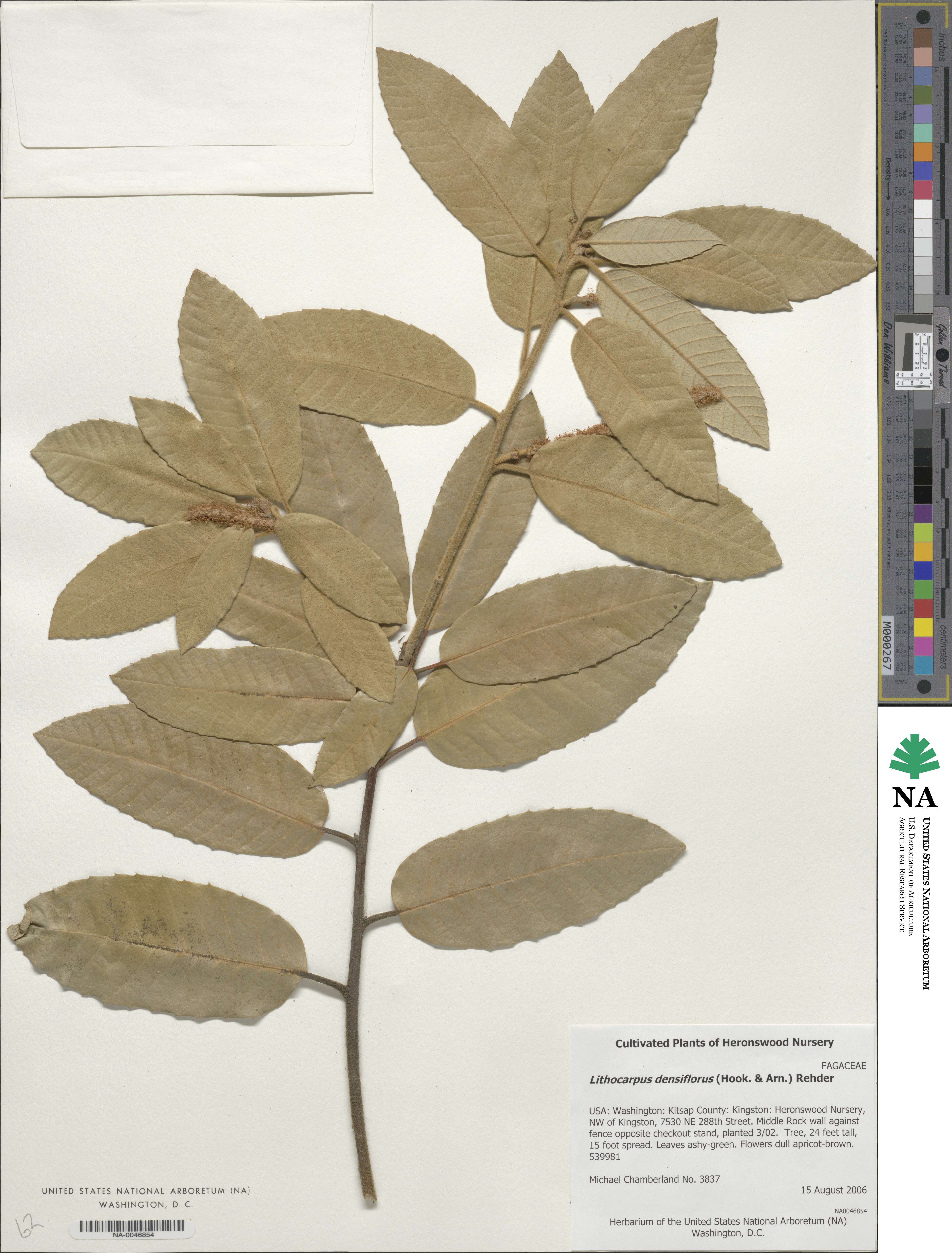 Notholithocarpus densiflorus image