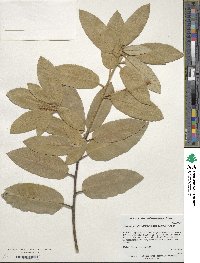 Image of Notholithocarpus densiflorus