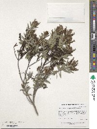 Image of Veronica albicans