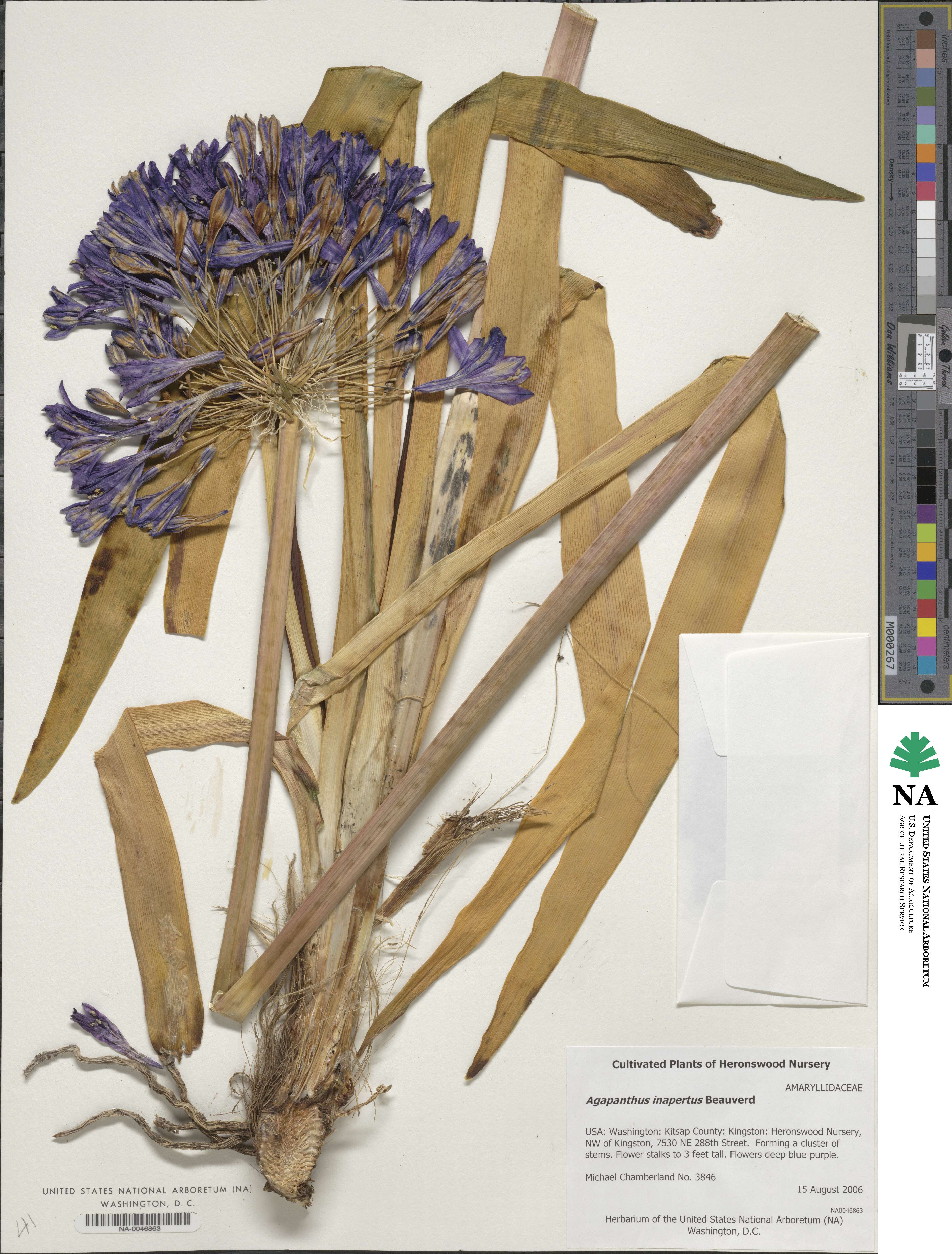 Agapanthus image