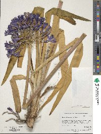 Agapanthus inapertus image