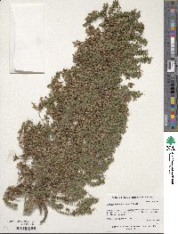 Image of Echium pininana