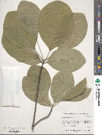 Cotinus obovatus image