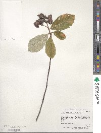 Chamaemespilus alpina image