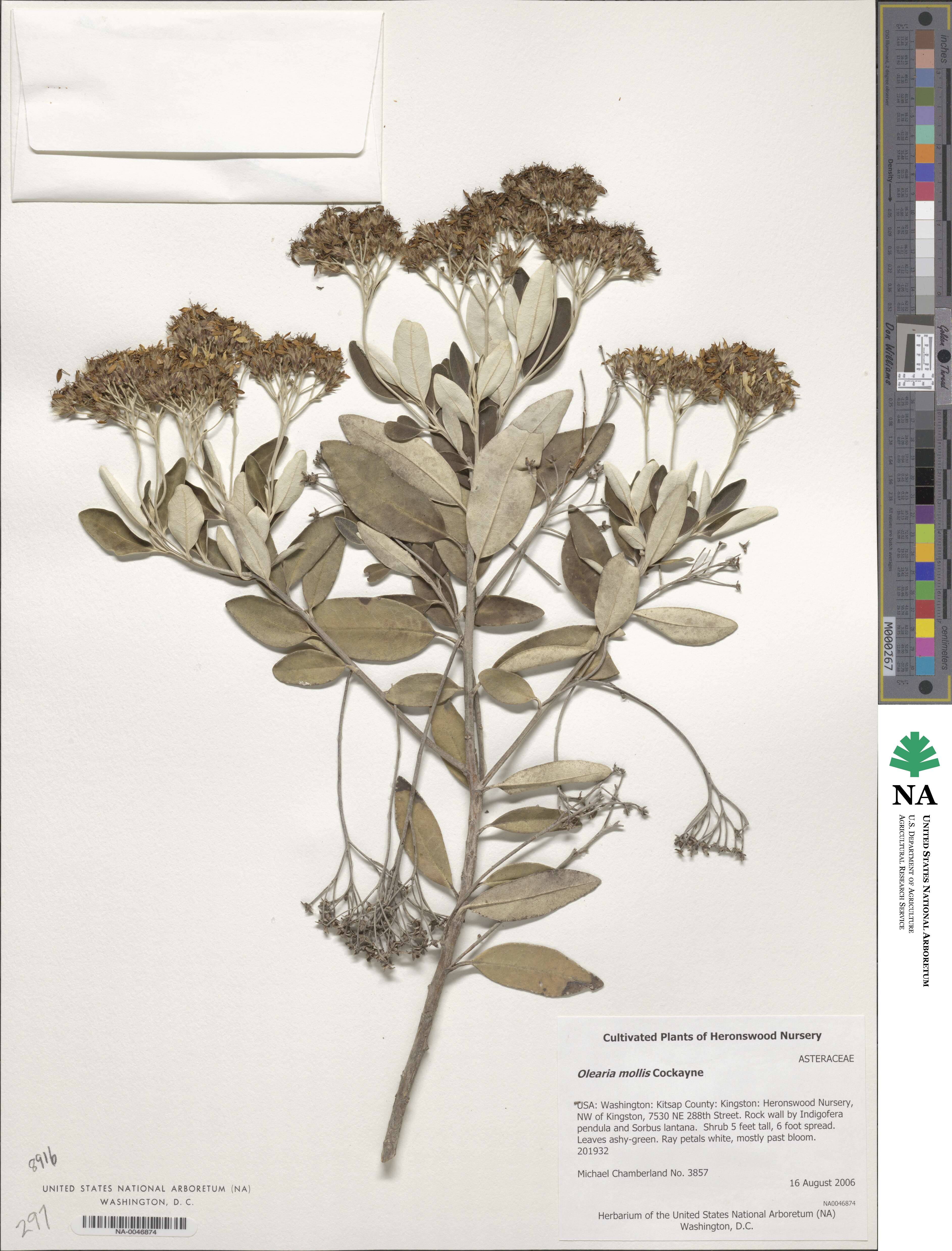 Olearia ilicifolia image